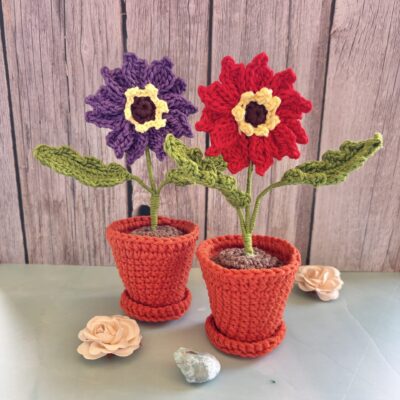 two daisy flowers in terracota pots